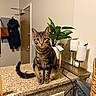 cat, tabby, pet, animal, indoor, countertop, plant, greenery, candle_holder, door, coat, bag, kitchen, curious, feline, sitting, looking, domestic, household, eyes