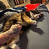 cat, cats, long_haired_cat, fluffy, black_and_white, brown_fur, pet, animal, belly_rub, lying_down, relaxed, playful, whiskers, pink_nose, paws, bed, blankets, bedroom, human_hand, tattoo