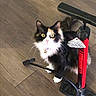 cat, black_and_white, fluffy, longhaired, pet, animal, feline, sitting, looking_at_camera, wide_eyed, whiskers, ears, tail, collar, bell, hardwood_floor, indoors, bicycle_pump, red_object, portrait