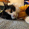 cat, cats, calico_cat, black_and_white_cat, sleeping, resting, lying_down, fluffy, fur, whiskers, pink_nose, pet, indoor, living_room, carpet, fireplace, television, yellow_clothing, cozy, close_up