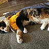 cat, calico_cat, fluffy, sleeping, resting, yellow_clothing, costume, couch, sofa, blanket, indoor, home, pet, animal, fur, whiskers, paws, relaxed, sunlight, portrait