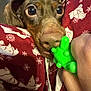dog, toy, green_toy, close_up, blanket, red_blanket, polar_bear_pattern, snowflake_pattern, snout, ears, playful, curious, pet, animal, indoors, hand, cozy, texture, soft_fabric, nose