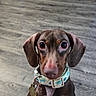 Pickles joined the competition — help win amazing prizes! animal, brown_dog, cabinet, close_up, collar, cute, dachshund, direct_gaze, dog, dog_tags, floppy_ears, home, indoors, long_snout, pet, photography, portrait, sitting, wide_eyes, wood_floor