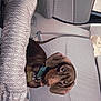 dog, puppy, dachshund, car_interior, car_seat, pillow, gray, pet, collar, cute, animal, looking_up, young_dog, domestic_animal, vehicle, seatbelt, resting, small_dog, ears, brown_dog