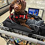 dog, shopping_cart, pet, grocery_store, aisle, harness, brown_dog, small_dog, curious, shopping, indoor, floor, metal_cart, leash_clip, bags, groceries, retail, store, canine, animal