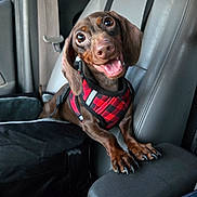 Pickles is registered to the contest to win money with this photo: brown, car, chocolate_coat, dachshund, dog, front_seat, happy, harness, interior, large_eyes, long_ears, open_mouth, paws, pet, plaid, portrait, red, smiling, travel, vehicle