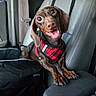 brown, car, chocolate_coat, dachshund, dog, front_seat, happy, harness, interior, large_eyes, long_ears, open_mouth, paws, pet, plaid, portrait, red, smiling, travel, vehicle