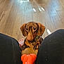 dog, dachshund, puppy, toy, orange, knees, floor, wooden_floor, indoor, pet, curious, looking_up, collar, claws, black_pants, slippers, home, furniture, speaker, cable