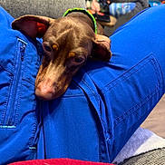 Pickles joined the competition — help win amazing prizes! dog, puppy, brown_dog, sleepy, floppy_ears, pet, animal, close_up, portrait, indoors, couch, blue_pants, red_blanket, cushion, cozy, sitting, resting, brown_fur, green_collar, home