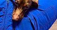 Pickles joined the competition — help win amazing prizes! animal, blue_pants, brown_dog, brown_fur, close_up, couch, cozy, cushion, dog, floppy_ears, green_collar, home, indoors, pet, portrait, puppy, red_blanket, resting, sitting, sleepy