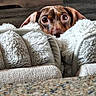 Pickles joined the competition — help win amazing prizes! dog, puppy, brown_dog, small_dog, wide_eyes, floppy_ears, pet, animal, face, portrait, peeking, blanket, cushion, furniture, indoor, cozy, home, wood, granite, close_up