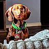 Pickles is registered to the contest to win money with this photo: dog, brown_dog, portrait, sitting, indoors, collar, green_collar, pet_tag, name_tag, floppy_ears, large_eyes, short_fur, chocolate_brown, alert, cute, funny, blanket, home, wood_floor, pet