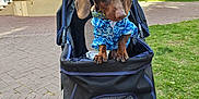 Pickles joined the competition — help win amazing prizes! dog, dachshund, stroller, blue_shirt, park, trees, gazebo, pavement, grass, can, outdoor, pet, animal, sunlight, cute, curious, leisure, daytime, walking, casual