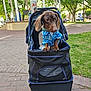 dog, dachshund, stroller, blue_shirt, park, trees, gazebo, pavement, grass, can, outdoor, pet, animal, sunlight, cute, curious, leisure, daytime, walking, casual