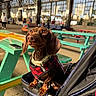 Pickles joined the competition — help win amazing prizes! background_blur, brown_dog, canine, collar, dachshund, dog, dog_eyes, dog_face, glass_windows, harness, indoor, long_ears, market_hall, pet, picnic_tables, plaid_clothing, portrait, short_hair, stroller, sunlight