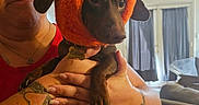 Pickles is registered to the contest to win money with this photo: brown_dog, casual_clothing, costume, curtains, cute, dog, expression, face, furniture, glasses, hand, holding, indoor, living_room, orange_hat, pet, portrait, short_hair, tattoo, woman