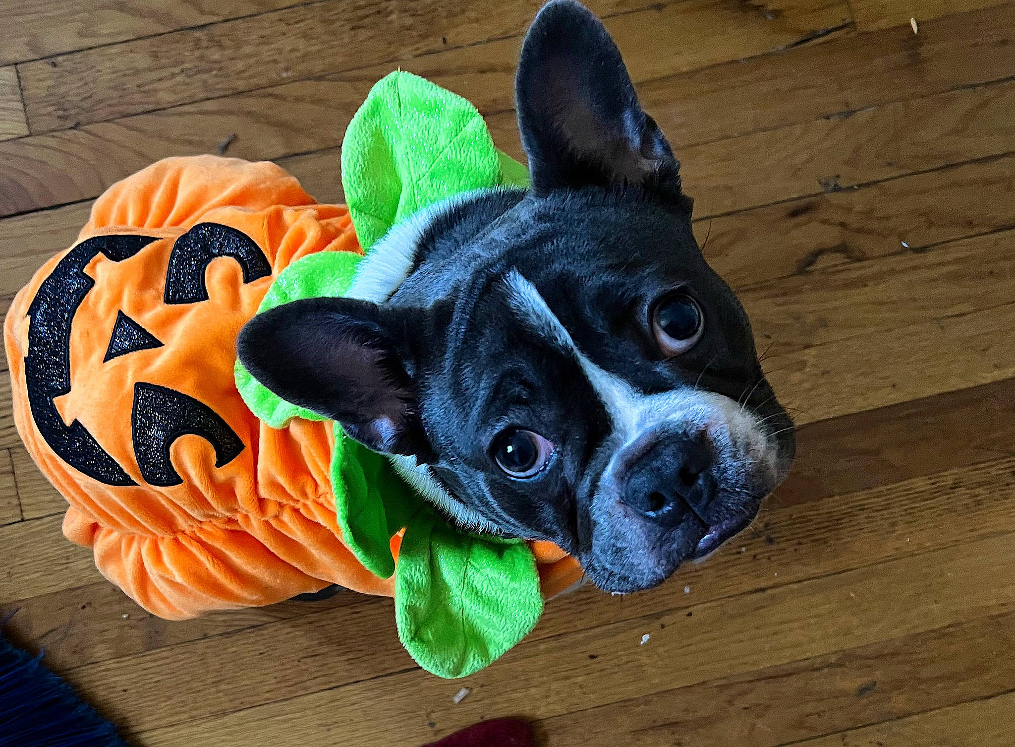Keeva joined the competition — help win amazing prizes! boston_terrier, canidae, carnivore, companion_dog, dog, dog_breed, dog_supply, ear, fawn, fur, grass, hardwood, party_hat, pet_supply, snout, sporting_group, toy_dog, whiskers, wood, working_animal