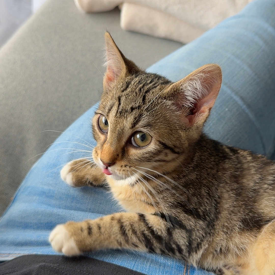 Malya a rejoint le concours — aidez-le/la à gagner de superbes lots ! abyssinian, animal, architecture, armchair, blanket, building, cat, chair, clothing, couch, cushion, furniture, homedecor, indoors, kitten, livingroom, manx, pants, pet, room