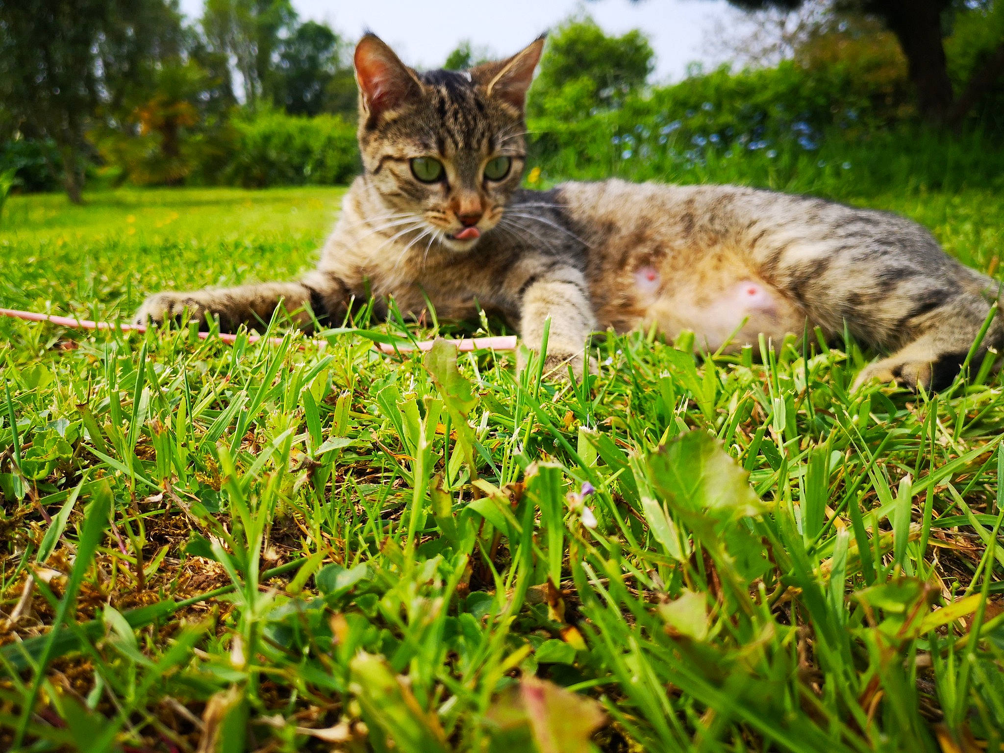 Gipsy participe au concours pour gagner de l'argent avec cette photo : carnivore, cat, domestic_short_haired_cat, dragon_li, european_shorthair, felidae, grass, green, leaf, mammal, pixie_bob, small_to_medium_sized_cats, tabby_cat, terrestrial_animal, toyger, tree, vertebrate, whiskers, wild_cat, wildlife
