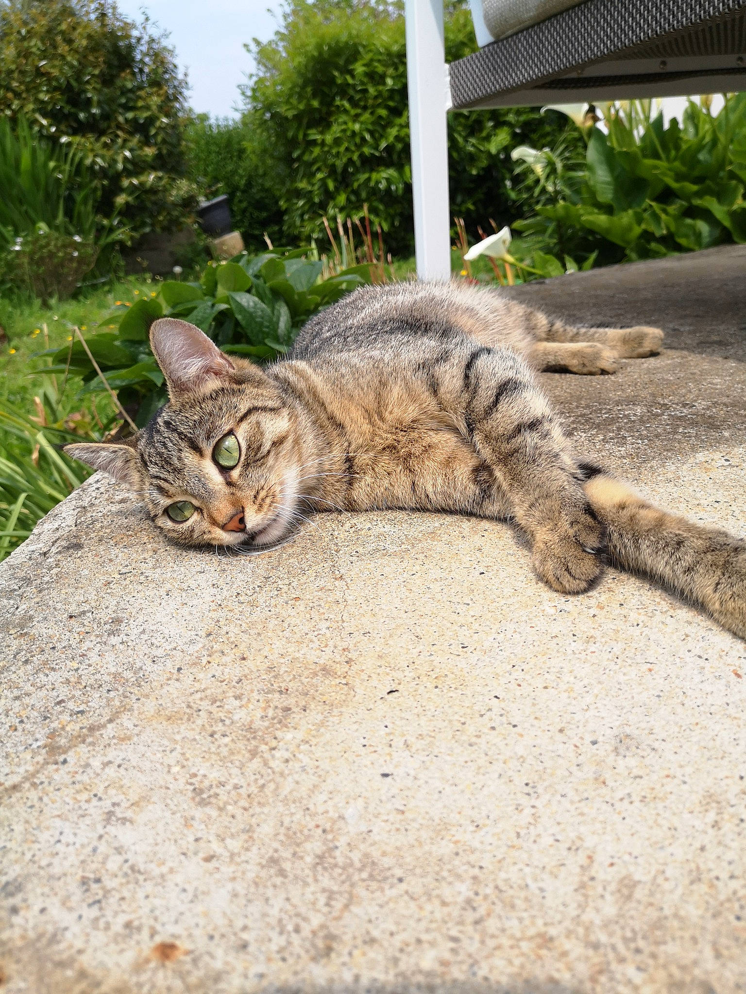 Gipsy participe au concours pour gagner de l'argent avec cette photo : aegean_cat, asian, carnivore, cat, domestic_short_haired_cat, dragon_li, european_shorthair, eye, felidae, grass, ocicat, plant, sand, small_to_medium_sized_cats, tabby_cat, toyger, tree, whiskers, wild_cat, wildlife