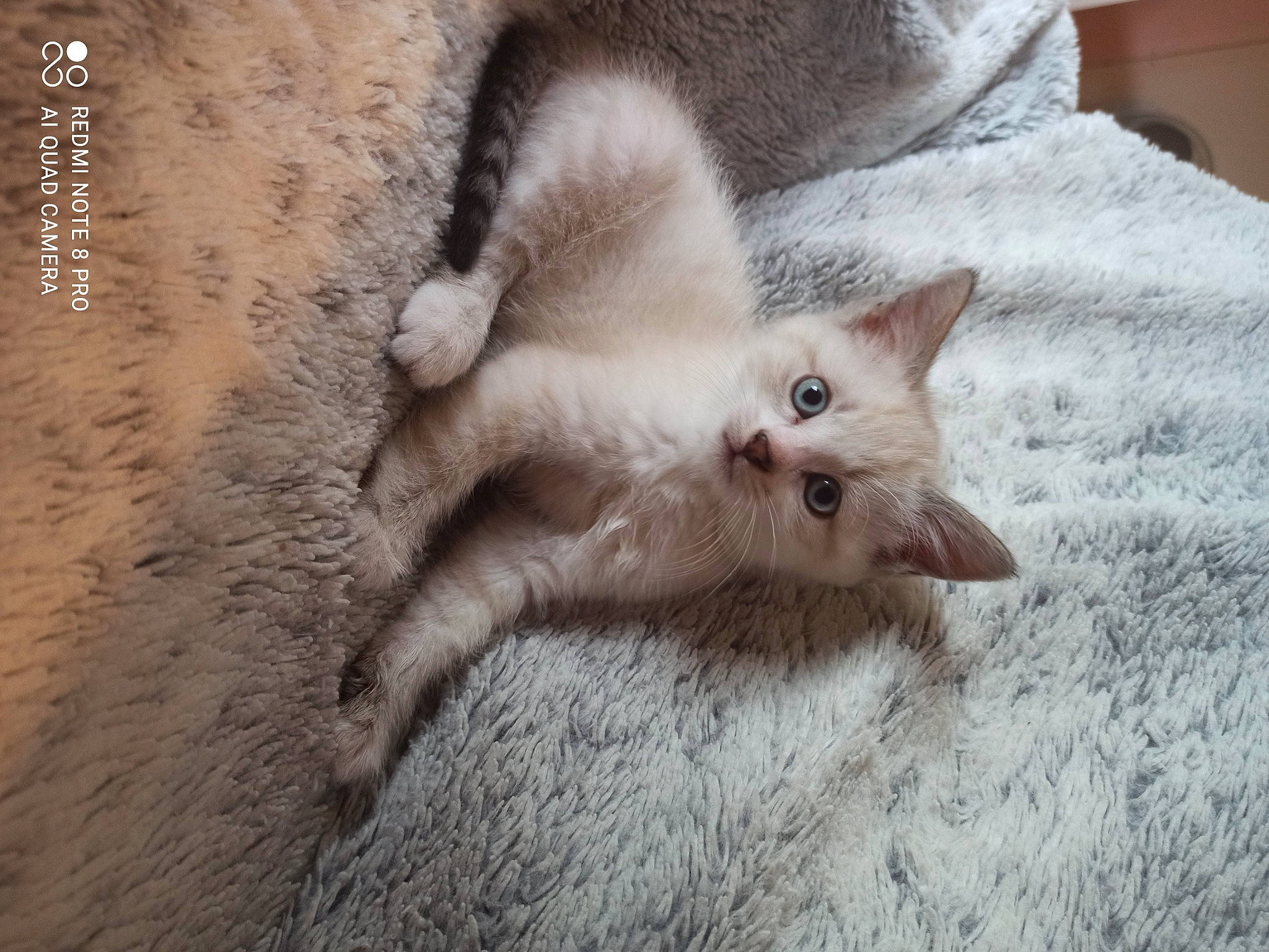 Flocon a rejoint le concours — aidez-le/la à gagner de superbes lots ! carnivore, cat, claw, comfort, domestic_short_haired_cat, fawn, felidae, fur, linens, paw, small_to_medium_sized_cats, snout, tail, terrestrial_animal, whiskers