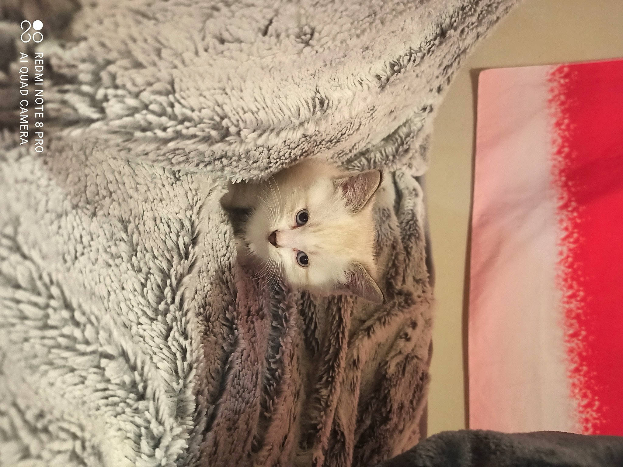 Flocon participe au concours pour gagner de l'argent avec cette photo : carnivore, cat, fawn, feather, felidae, fur, grey, linens, owl, pattern, plant, small_to_medium_sized_cats, snout, terrestrial_animal, tree, trunk, twig, whiskers, wildlife, wood