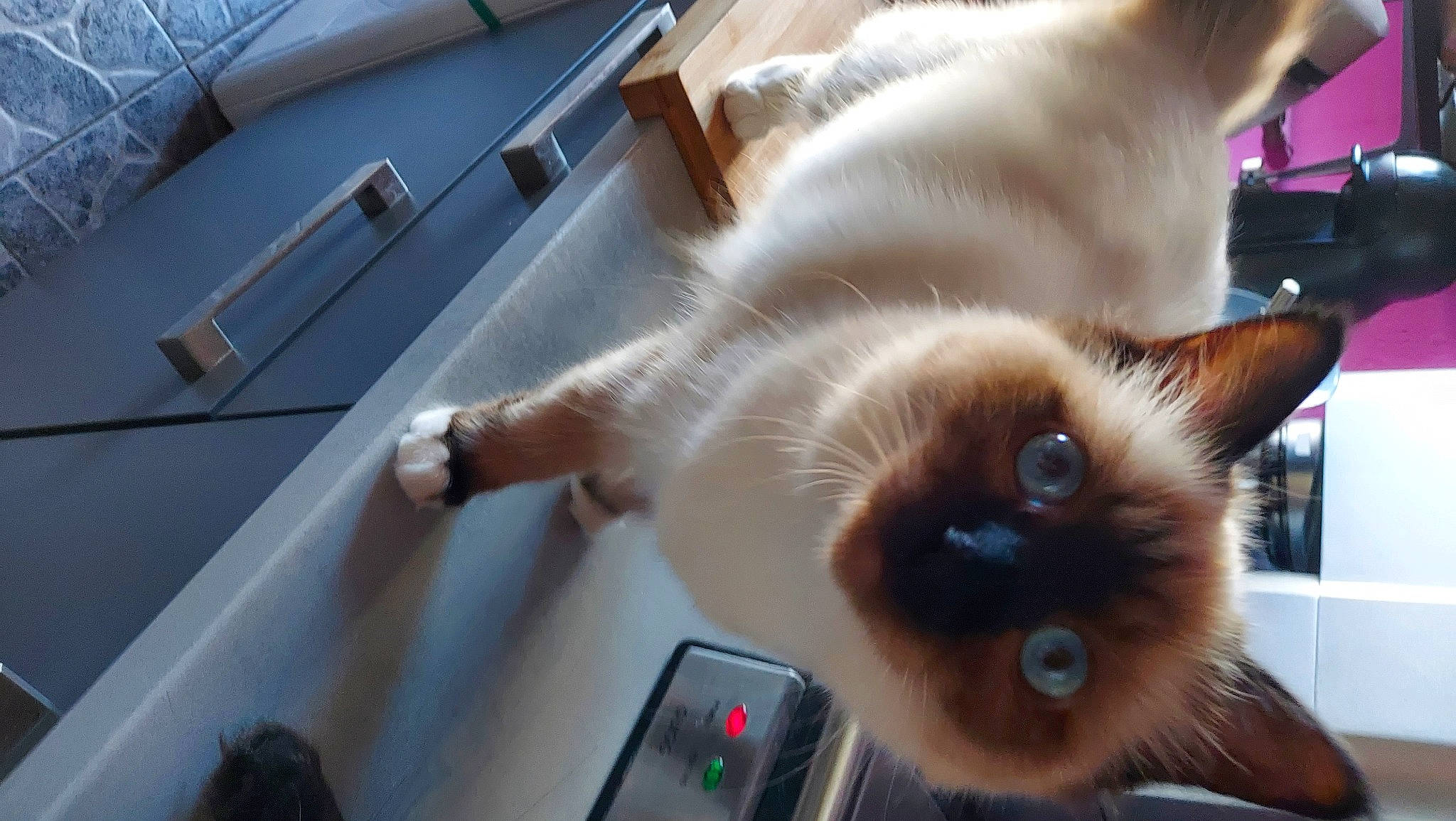 Miko a rejoint le concours — aidez-le/la à gagner de superbes lots ! balinese, birman, carnivore, cat, fawn, felidae, flooring, fur, iris, siamese, small_to_medium_sized_cats, snout, tail, thai, tonkinese, whiskers