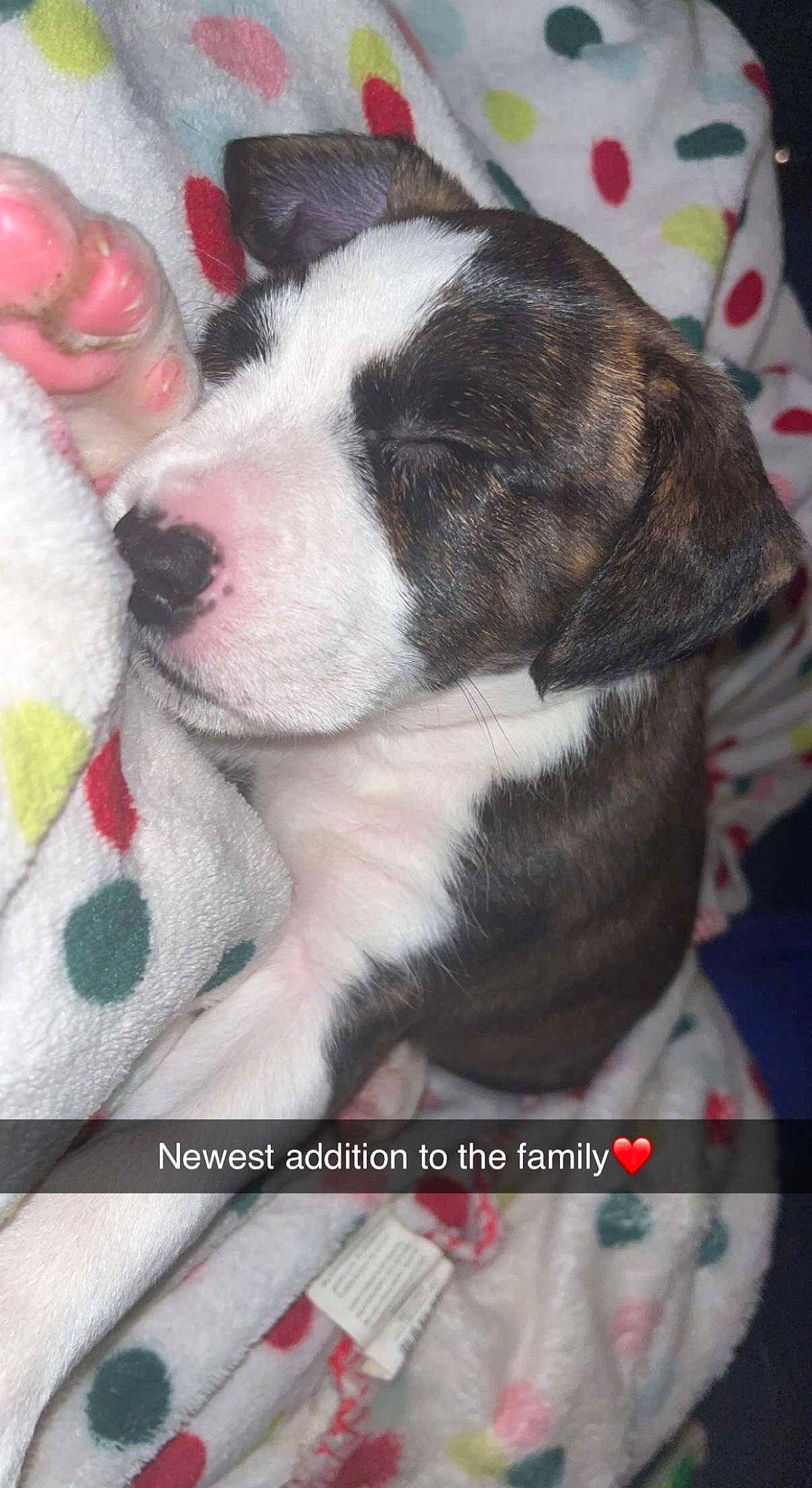 Royal is registered to the contest to win money with this photo: canidae, carmine, carnivore, collar, comfort, companion_dog, dog, dog_breed, fawn, fur, pattern, paw, petal, puppy_love, snout, sporting_group, tail, toy_dog, whiskers, working_animal