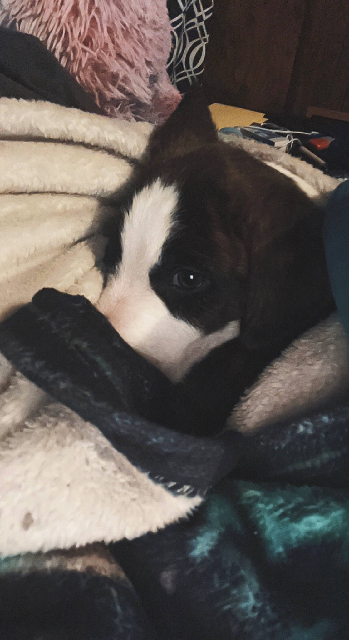 Royal is registered to the contest to win money with this photo: canidae, carmine, carnivore, comfort, companion_dog, dog, dog_breed, eye, fawn, felidae, foot, fur, human_leg, nap, snout, sporting_group, terrestrial_animal, tints_and_shades, whiskers, working_animal