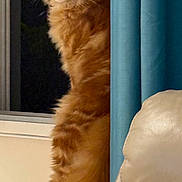 Jonah is registered to the contest to win money with this photo: animal, cat, cozy, curious, curtain, domestic_cat, ears, fluffy, furniture, home, indoor, leather_chair, looking, night, orange_cat, pet, standing, tail, whiskers, window
