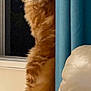 animal, cat, cozy, curious, curtain, domestic_cat, ears, fluffy, furniture, home, indoor, leather_chair, looking, night, orange_cat, pet, standing, tail, whiskers, window