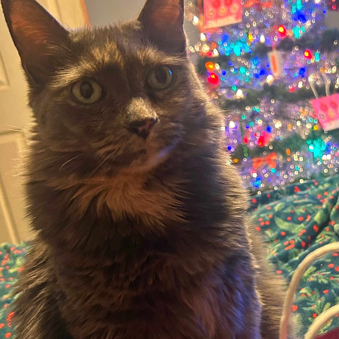 Nala is registered to the contest to win money with this photo: accessories, animal, architecture, building, cat, christmas, christmasdecorations, christmastree, couch, festival, furniture, indoors, kitten, lighting, livingroom, manx, pet, plant, room, tree