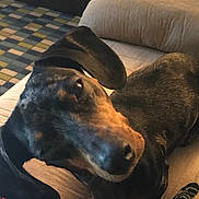 Lulu is registered to the contest to win money with this photo: black_and_tan, blanket, canine, close_up, couch, cozy, curious, dachshund, dog, ear, fur, head_tilt, indoor, living_room, pattern_carpet, paw, pet, snout, sofa, upholstery