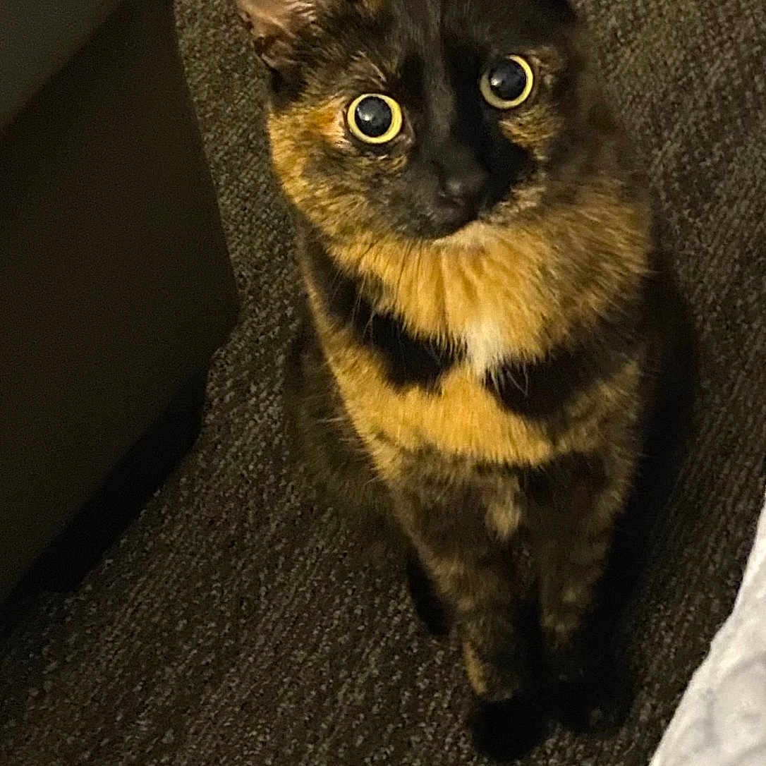 Willow