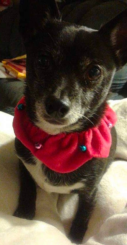 Timothy is registered to the contest to win money with this photo: canidae, carnivore, collar, companion_dog, dog, dog_breed, dog_clothes, dog_collar, dog_supply, ear, fawn, fur, non_sporting_group, pet_supply, puppy, snout, sporting_group, toy_dog, whiskers, working_animal