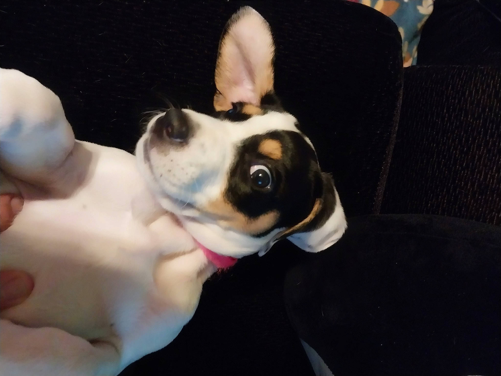 Luna Smalt joined the competition — help win amazing prizes! boston_terrier, canidae, carnivore, comfort, companion_dog, dog, dog_breed, fawn, fur, guard_dog, molosser, non_sporting_group, paw, puppy, puppy_love, sporting_group, toy_dog, whiskers, working_animal, working_dog