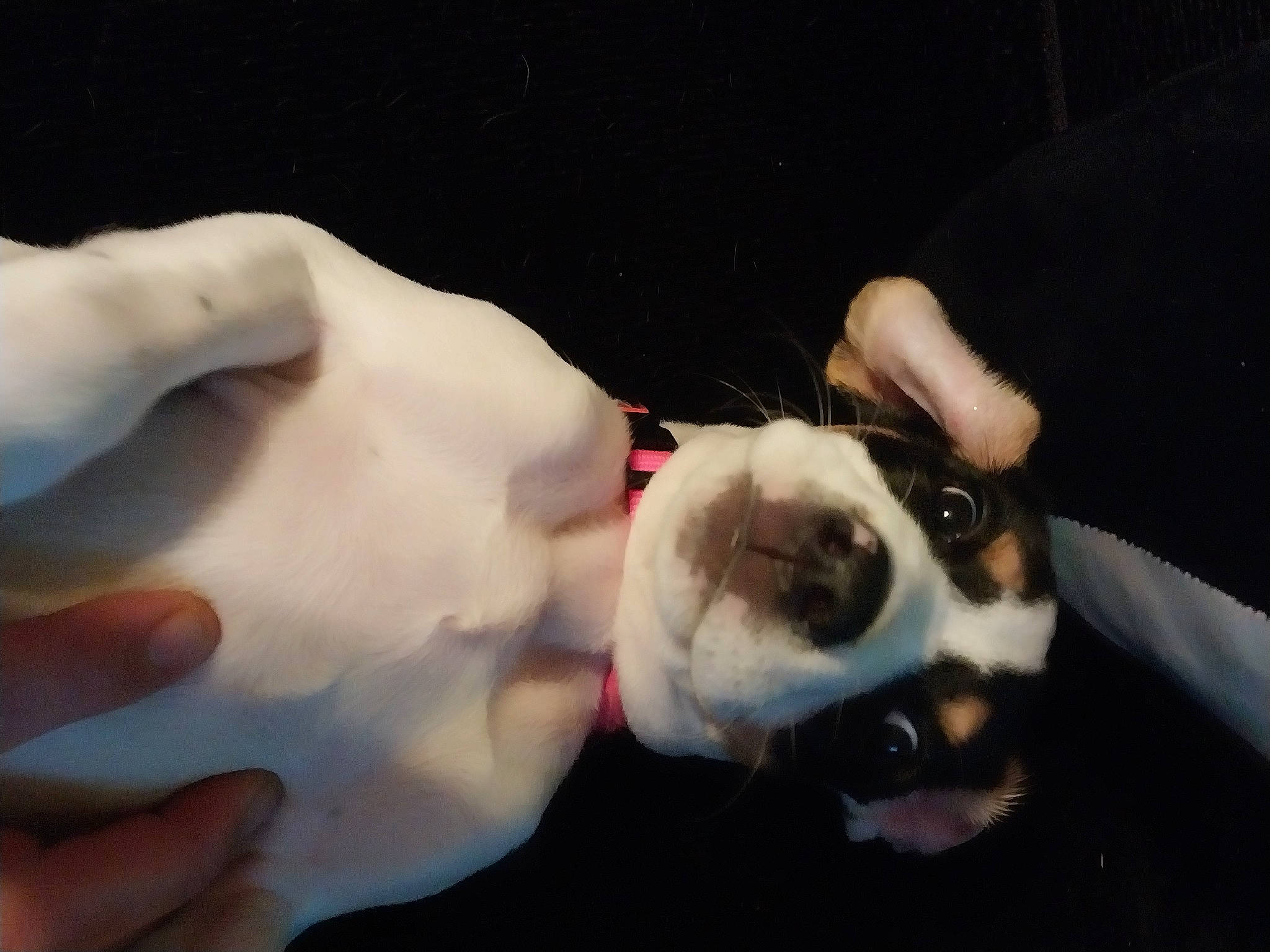 Luna Smalt is registered to the contest to win money with this photo: boston_terrier, bulldog, canidae, carnivore, collar, companion_dog, dog, dog_breed, dog_collar, fawn, finger, fur, gesture, nail, non_sporting_group, puppy_love, snout, sporting_group, thumb, whiskers