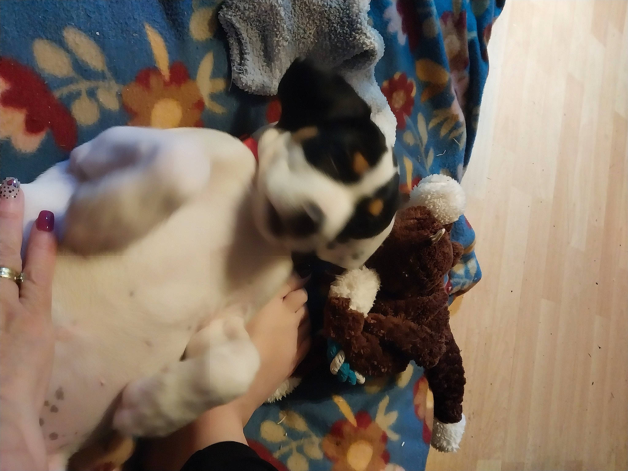 Luna Smalt joined the competition — help win amazing prizes! abdomen, barechested, canidae, chest, companion_dog, dog_breed, event, fawn, felidae, fun, fur, guard_dog, non_sporting_group, pattern, sporting_group, tail, whiskers