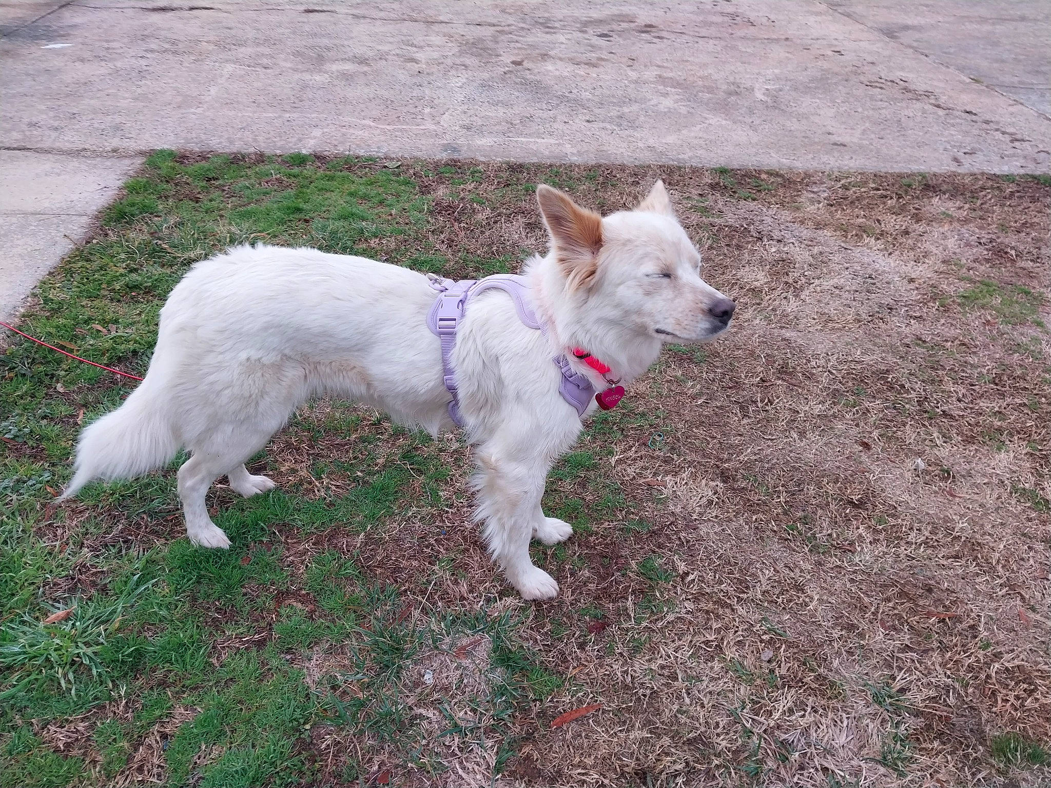 Angel joined the competition — help win amazing prizes! canidae, carnivore, collar, companion_dog, dog, dog_breed, dog_supply, fawn, grass, non_sporting_group, plant, road_surface, sidewalk, small_terrier, sporting_group, tail, terrier, walking, working_animal