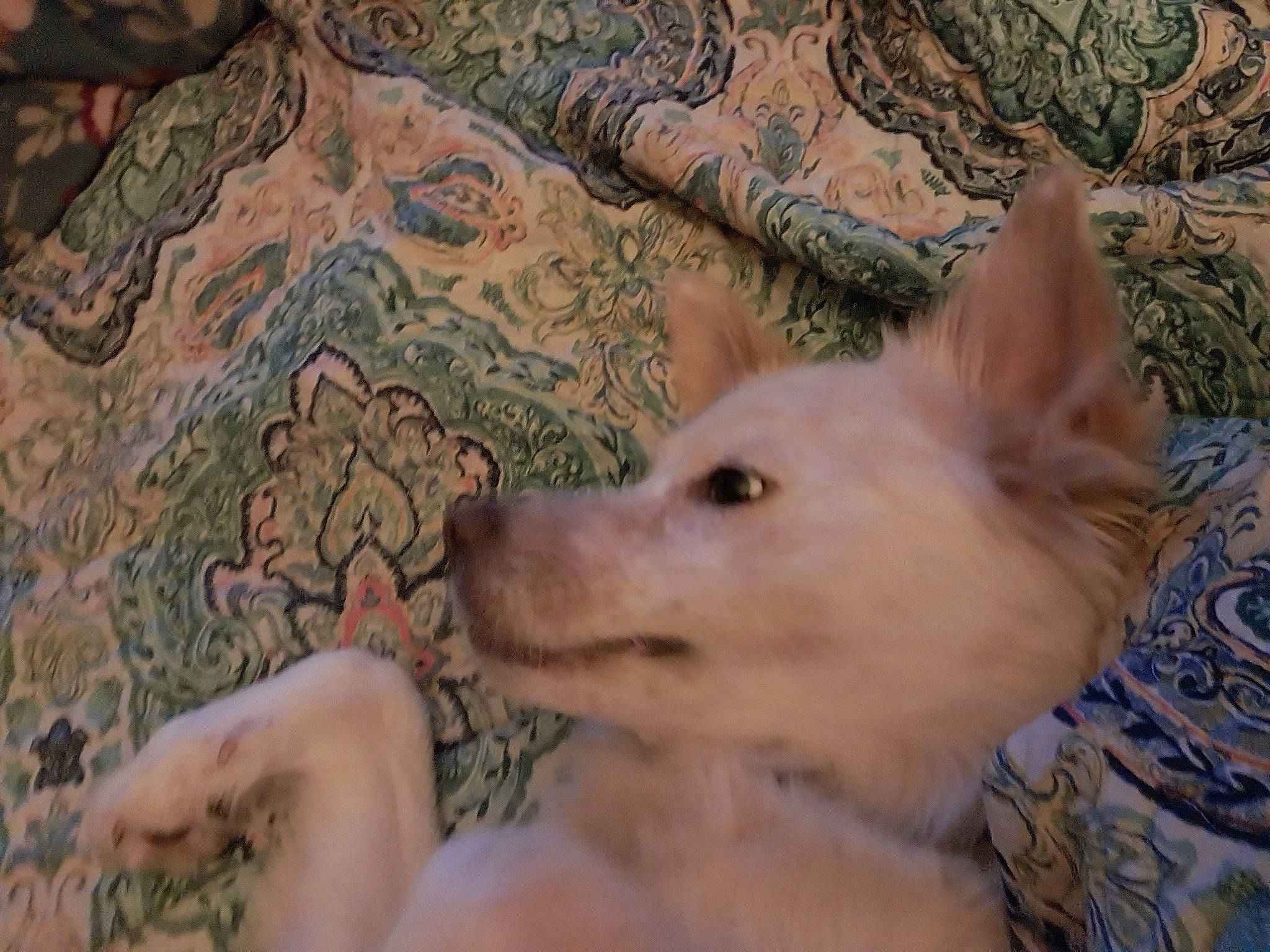 Angel joined the competition — help win amazing prizes! canidae, canis, carnivore, comfort, companion_dog, dog, dog_breed, fawn, fur, german_spitz_mittel, pattern, snout, spitz, sporting_group, tail, terrestrial_animal, whiskers, wildlife, wood, working_animal