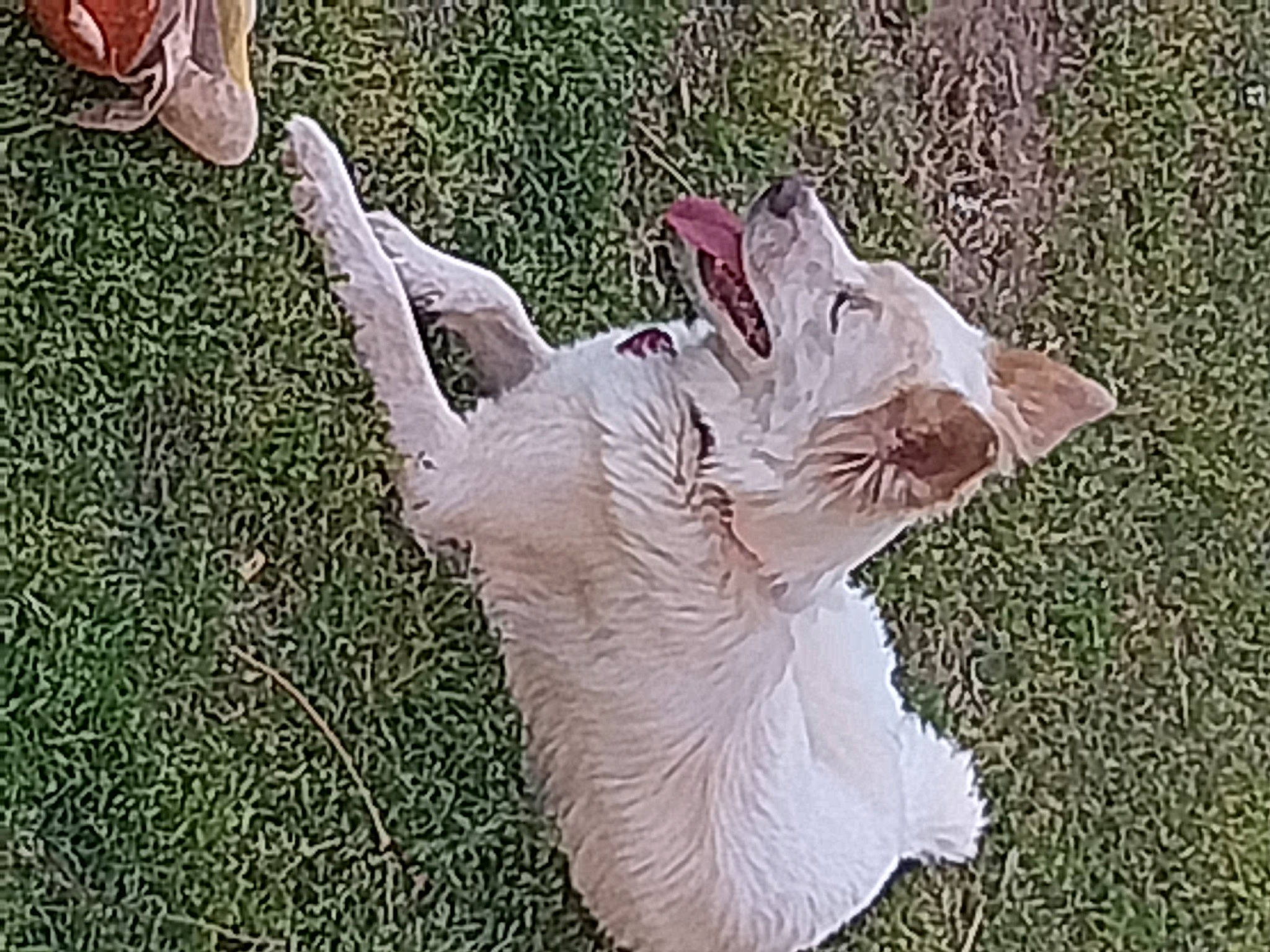 Angel is registered to the contest to win money with this photo: canidae, carnivore, claw, companion_dog, dog_breed, domestic_short_haired_cat, fawn, felidae, fur, grass, pattern, paw, small_to_medium_sized_cats, snout, tail, terrestrial_animal, whiskers, wing, woven_fabric