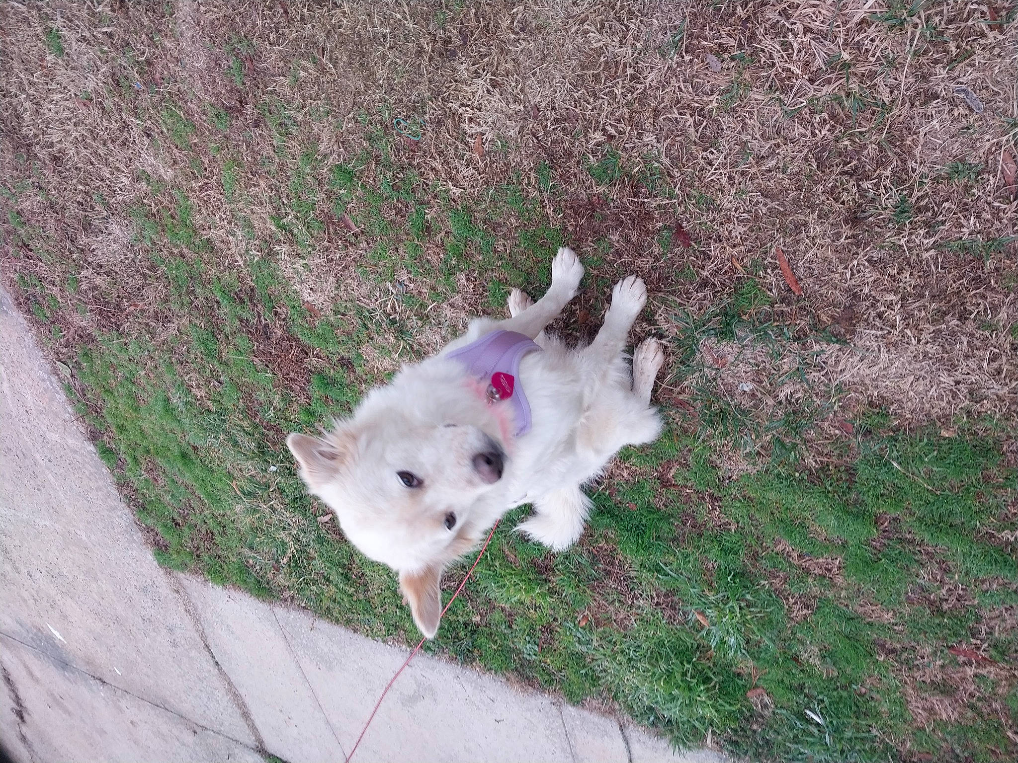 Angel is registered to the contest to win money with this photo: american_eskimo_dog, canidae, carnivore, companion_dog, dog, dog_breed, fawn, felidae, fur, german_spitz_mittel, grass, indian_spitz, japanese_spitz, non_sporting_group, samoyed, small_to_medium_sized_cats, snout, sporting_group, tail, volpino_italiano