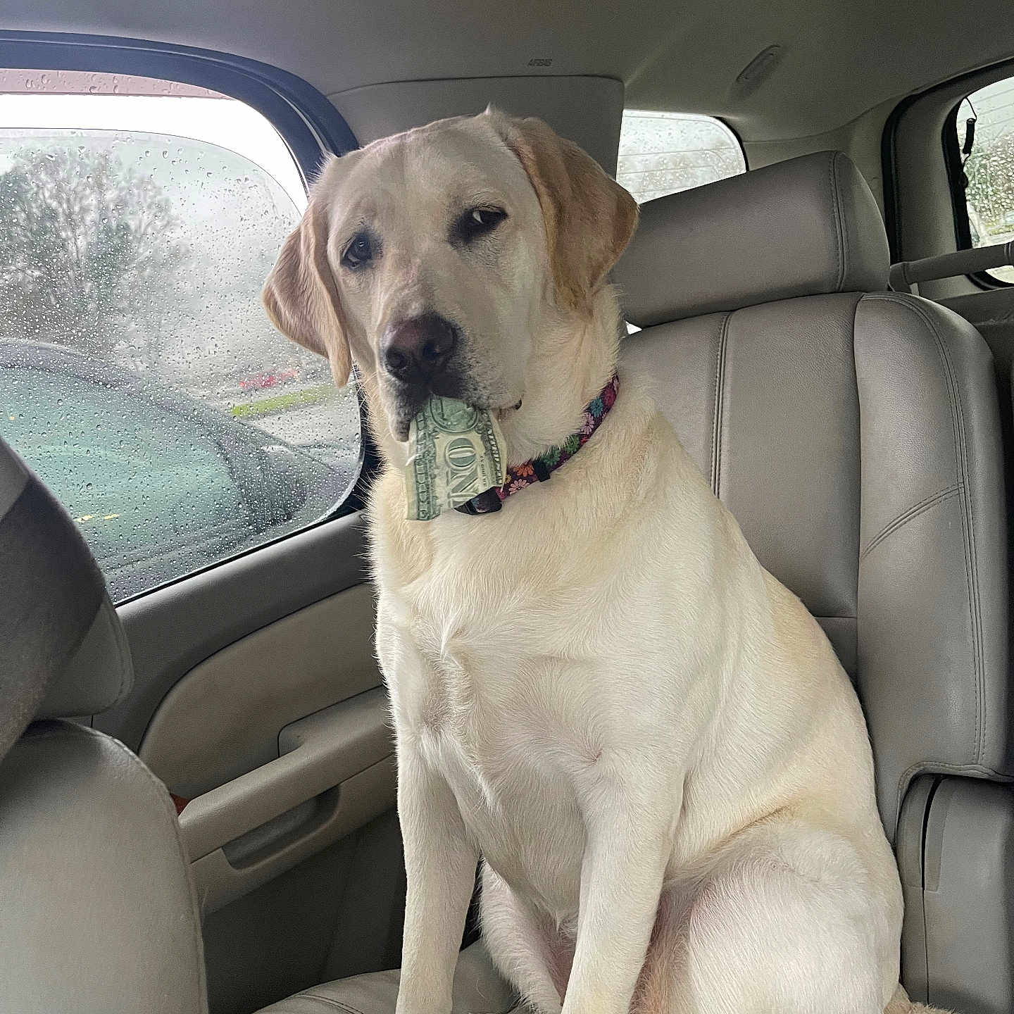 Pearl Grace is registered to the contest to win money with this photo: accessories, animal, belt, canine, car, car_interior, carseat, cushion, dog, headrest, homedecor, hound, labradorretriever, pet, pointer, policedog, puppy, transportation, vehicle, whitedog