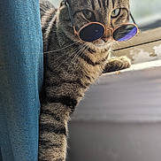 Mr.pickles joined the competition — help win amazing prizes! cat, tabby, sunglasses, window, curtain, indoor, pet, animal, feline, striped, relaxed, cute, whiskers, paw, sunlight, cool, portrait, closeup, domestic, mammal
