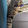 cat, tabby, sunglasses, window, curtain, indoor, pet, animal, feline, striped, relaxed, cute, whiskers, paw, sunlight, cool, portrait, closeup, domestic, mammal