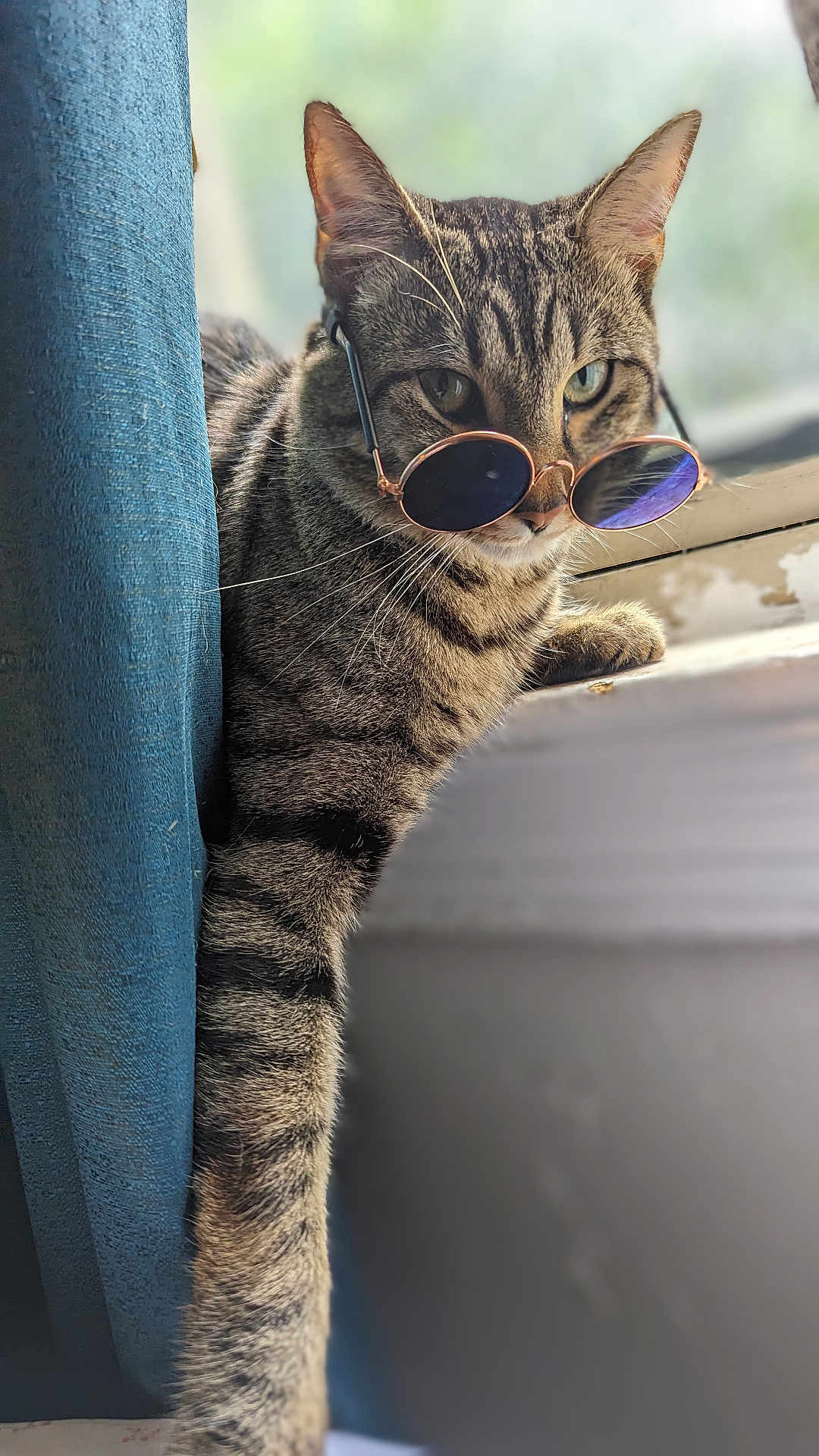 Mr.pickles joined the competition — help win amazing prizes! cat, tabby, sunglasses, window, curtain, indoor, pet, animal, feline, striped, relaxed, cute, whiskers, paw, sunlight, cool, portrait, closeup, domestic, mammal