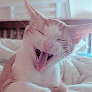 Ginger joined the competition — help win amazing prizes! cat, animal, pet, close_up, yawning, mouth_open, fangs, whiskers, ears, fur, bed, blanket, indoor, cute, sleepy, relaxed, feline, soft_light, portrait, cozy