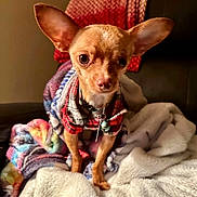 Bosley is registered to the contest to win money with this photo: alert, animal, bell, blanket, chihuahua, clothing, collar, cozy, cute, dog, ears, fur, furniture, indoor, looking, pet, plaid, portrait, small_dog, warm_lighting