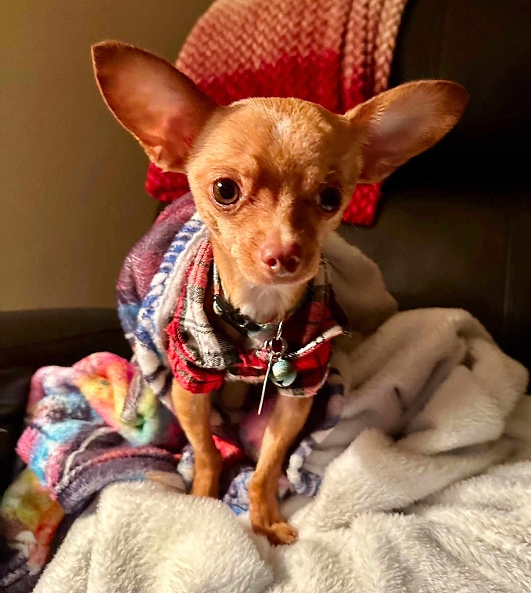 Bosley is registered to the contest to win money with this photo: alert, animal, bell, blanket, chihuahua, clothing, collar, cozy, cute, dog, ears, fur, furniture, indoor, looking, pet, plaid, portrait, small_dog, warm_lighting