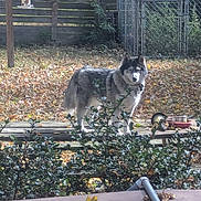 Layla Jayne joined the competition — help win amazing prizes! dog, husky, picnic_table, backyard, autumn_leaves, fence, garden, outdoor, pet, animal, wooden_table, sunlight, nature, plants, bowl, metal_drum, shrubbery, daylight, canine, leaf_litter